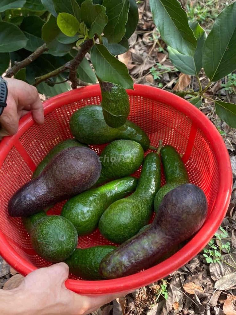 Trái cây sạch nhà trồng ở Bình Phước. Mua bán Đồ ăn, thực phẩm và các loại khác tại Thành phố Thủ Đức Tp Hồ Chí Minh được đăng bởi kienEcommerce79 dz hình 1