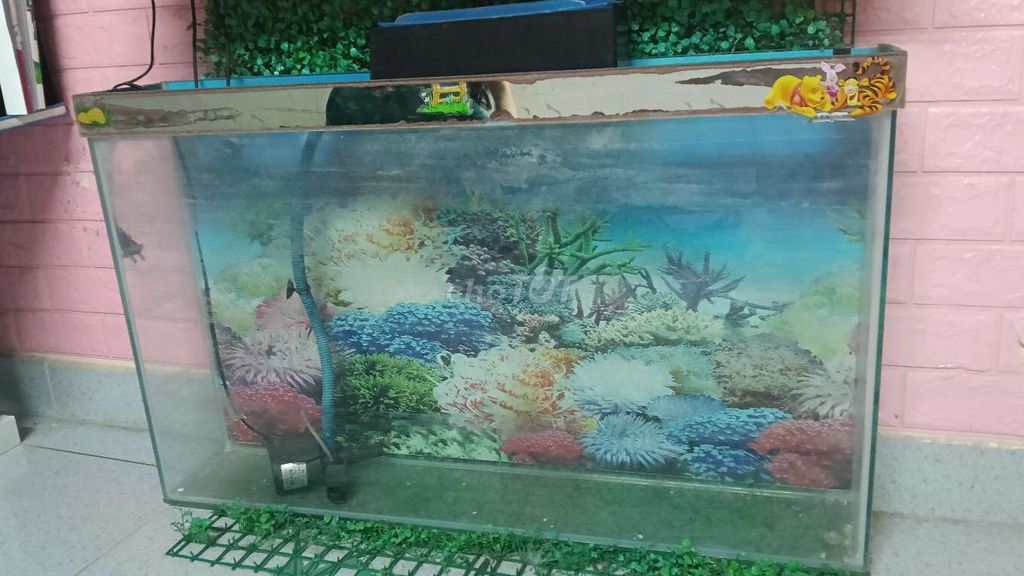 Hồ cá chữ nhật 90x15x60cm Đã sử dụng. Mua bán Phụ kiện, Thức ăn, Dịch vụ tại Quận Tân Bình Tp Hồ Chí Minh được đăng bởi Hậu hình 1