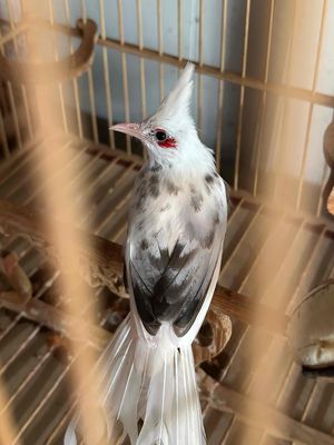 Chim cảnh cái màu Trắng Đen