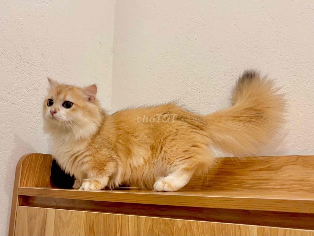 ALD golden ny12 tone red chân lùn đực (fix nhẹ). Mua bán Mèo tại Huyện Yên Phong Bắc Ninh được đăng bởi Tina hình 4