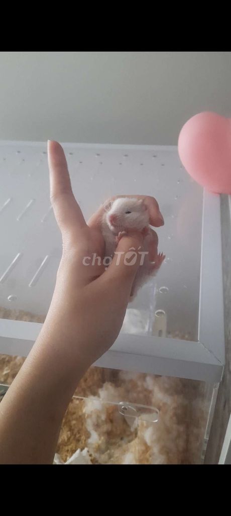 Gả bầy hamster bear baby màu vàng mơ tai đen mập ú