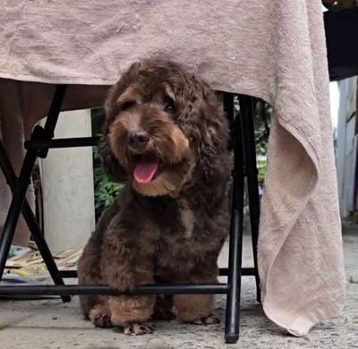 Poodle Socola đực 1 tuổi đã tiêm