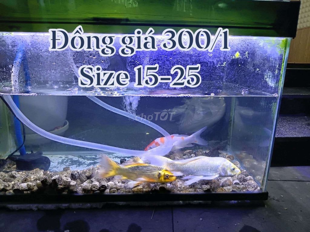 Cá cảnh 15-28 cm nhiều màu. Mua bán Thú cưng khác tại Quận Thanh Khê Đà Nẵng được đăng bởi Anh Duy Lê hình 1