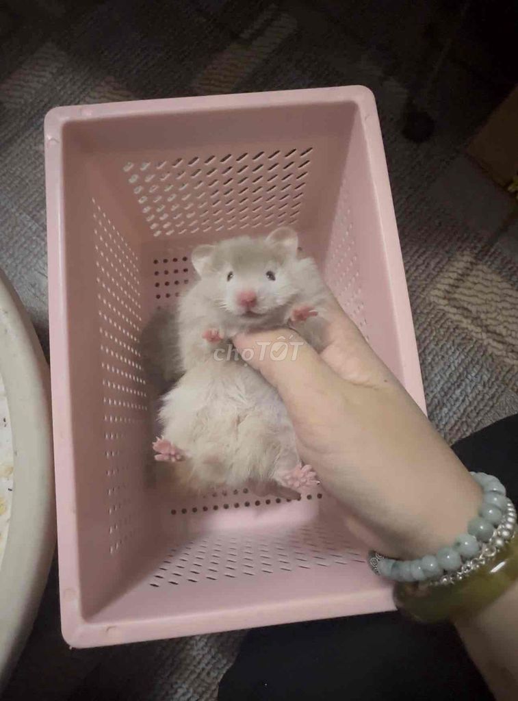 Chuột Hamster Tạng to nhiều màu tìm chủ mới. Mua bán Thú cưng khác tại Quận Hai Bà Trưng Hà Nội được đăng bởi Mai Yến Nguyễn hình 1