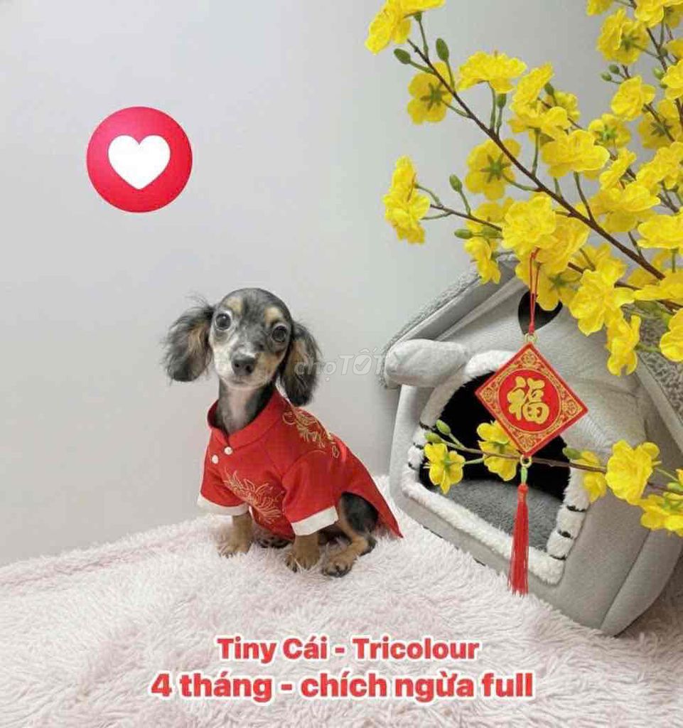🌹🌸TINYCUP (cái) PHANTOM TRICOLOUR 3 Màu - POODLE 🌸. Mua bán Chó tại Huyện Hóc Môn Tp Hồ Chí Minh được đăng bởi SIÊU PET SG UY TÍN  hình 1