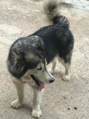 Chó Alaska cái 5 tuổi