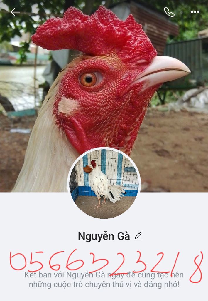Gà tre Nâu đỏ trống. Mua bán Gà tại Huyện An Phú An Giang được đăng bởi Nguyễn minh đức hình 1