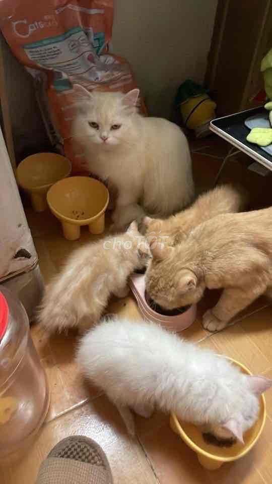 Bán bé mèo Anh. Mua bán Mèo tại Quận Hoàng Mai Hà Nội được đăng bởi Nguyễn Kim Anh hình 6