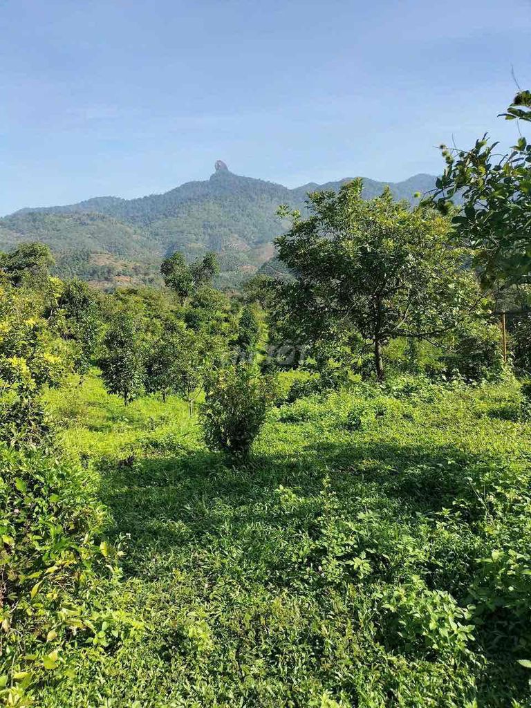 cần tiền mình bán miếng đất siêu rẻ. Mua bán đất tại Huyện Đạ Huoai Lâm Đồng được đăng bởi Phạm vân anh hình 1