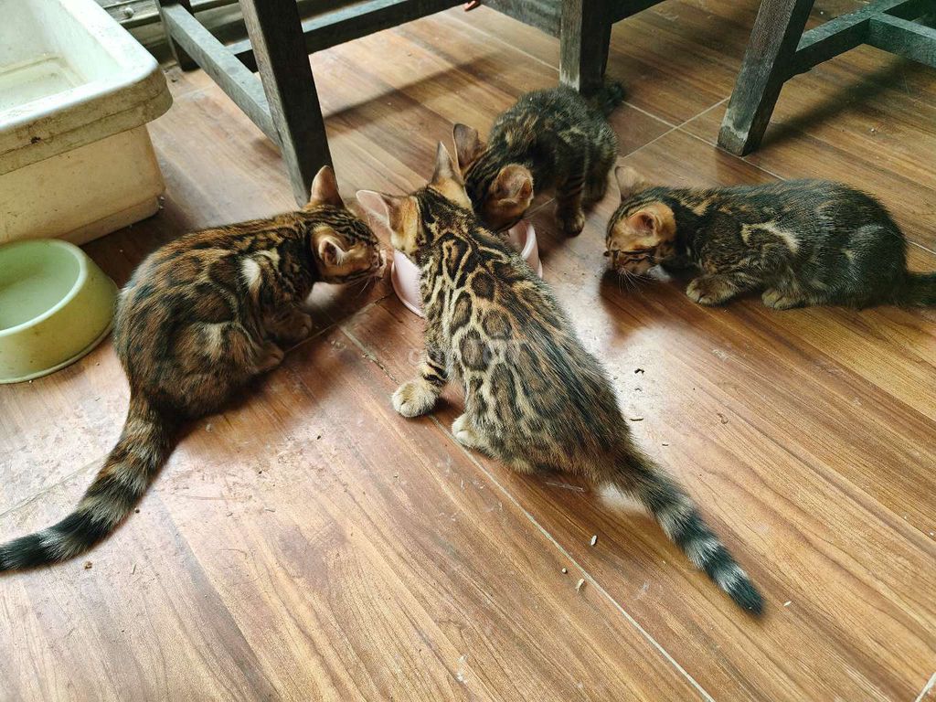Mèo Bengal brown. Mua bán Mèo tại Quận Đống Đa Hà Nội được đăng bởi Trường hình 1