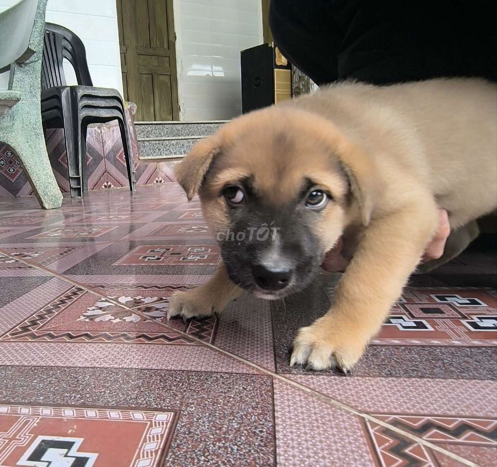 Chó con giống chó ta màu nâu vàng. Mua bán Chó tại Huyện Thạch Hà Hà Tĩnh được đăng bởi nguyen hoang hình 1