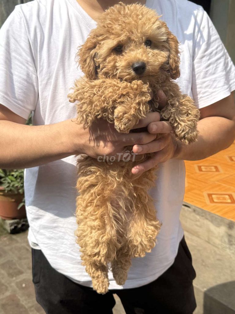Chó Poodle cái 2 tháng tuổi. Mua bán Chó tại Huyện Thường Tín Hà Nội được đăng bởi Nguyễn Văn Chức hình 1