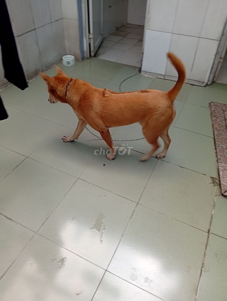Chó Lai Phú Quốc đực Nâu vàng. Mua bán Chó tại Thị xã Sơn Tây Hà Nội được đăng bởi Tiến Hồ hình 1