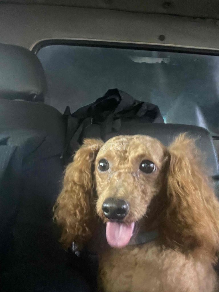 Chó Poodle Nâu hơn 1 tuổi. Mua bán Chó tại Huyện Hóc Môn Tp Hồ Chí Minh được đăng bởi Trinh Do hình 1