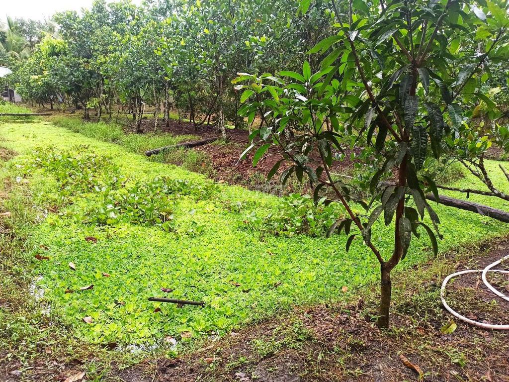 Đất 1,892m có vườn cây ăn trái tỉnh Hậu Giang