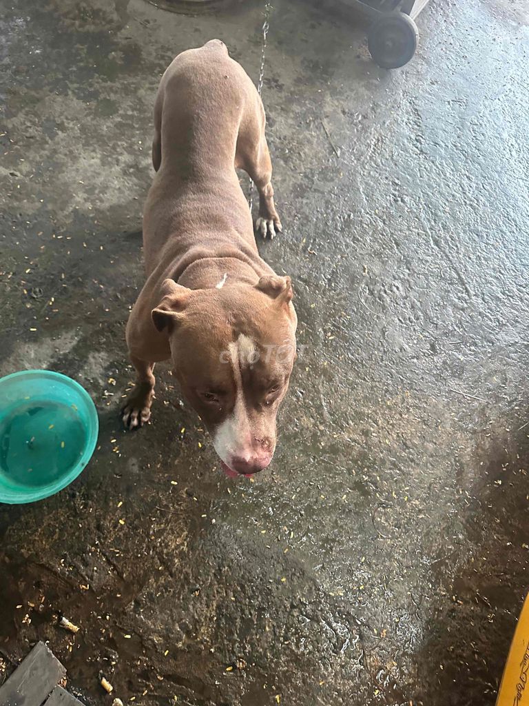 Chó Pitbull đực 11 tháng. Mua bán Chó tại Quận 8 Tp Hồ Chí Minh được đăng bởi Ms hưởng hình 1