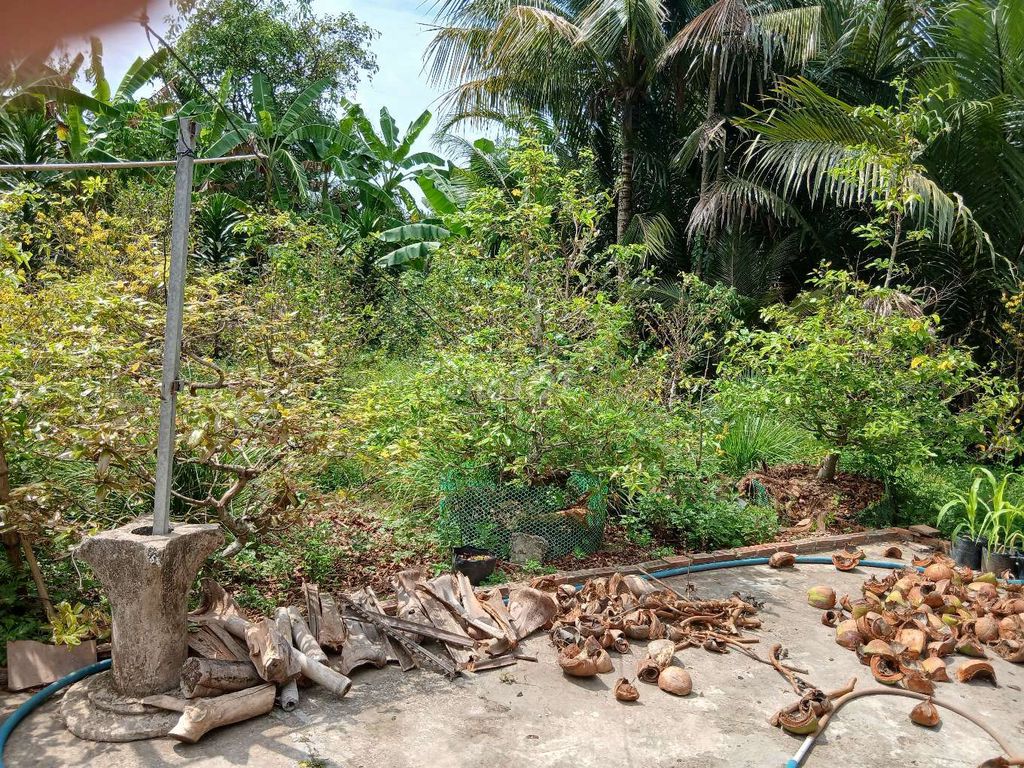 Cây cảnh Mai vàng Lâu năm. Mua bán Cây cảnh, đồ trang trí tại Huyện Tam Bình Vĩnh Long được đăng bởi Thanh Duong hình 1