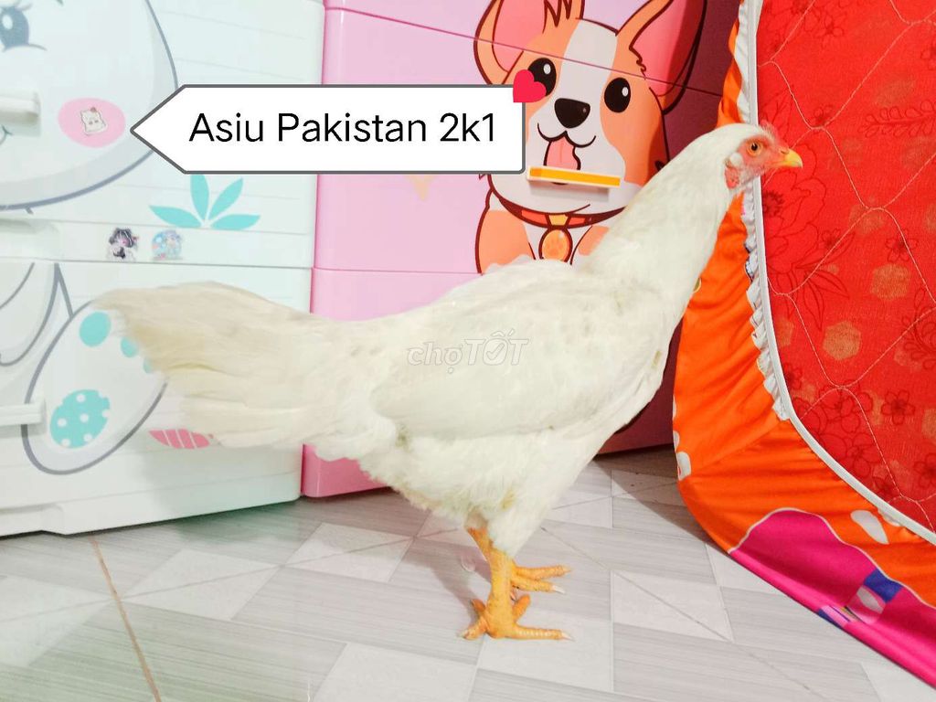 Asiu Pakistan trạng 2k4