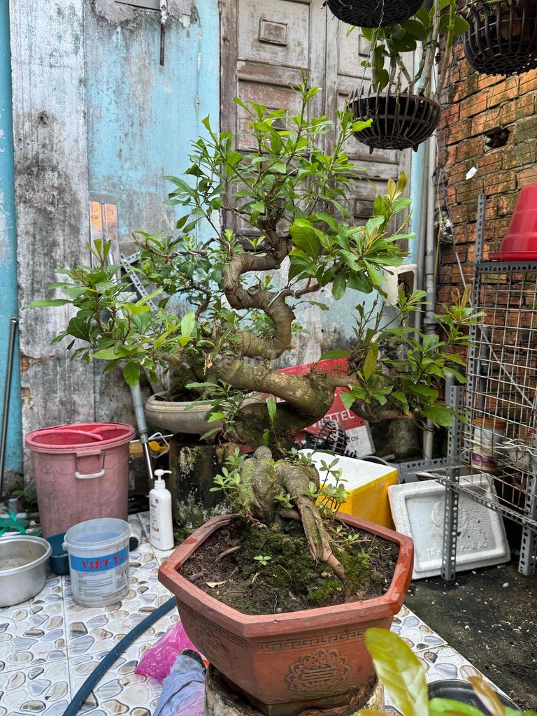 Lộc vừng thân bệ bệ dáng cây cây lướt mịn. Mua bán Cây cảnh, đồ trang trí tại Huyện Củ Chi Tp Hồ Chí Minh được đăng bởi nguyễn quốc Thắng hình 1