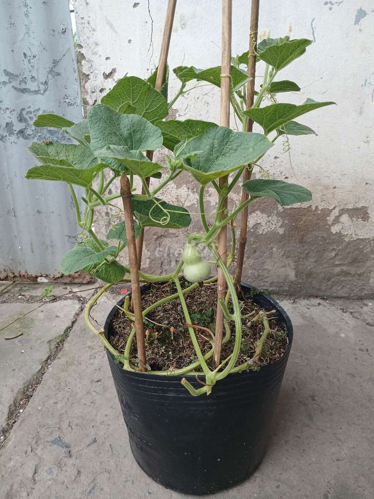  Hồ lô mini. Mua bán Cây cảnh, đồ trang trí tại Quận Bình Thuỷ Cần Thơ được đăng bởi khánh hình 1