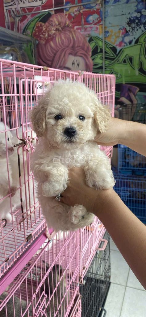 Chó Poodle Trắng kem 3 tháng đã tiêm. Mua bán Chó tại Quận Tây Hồ Hà Nội được đăng bởi Quang Huy hình 1