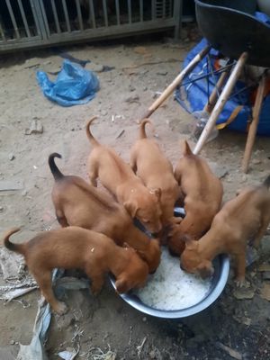Chó Phú Quốc vàng 2.5 tháng