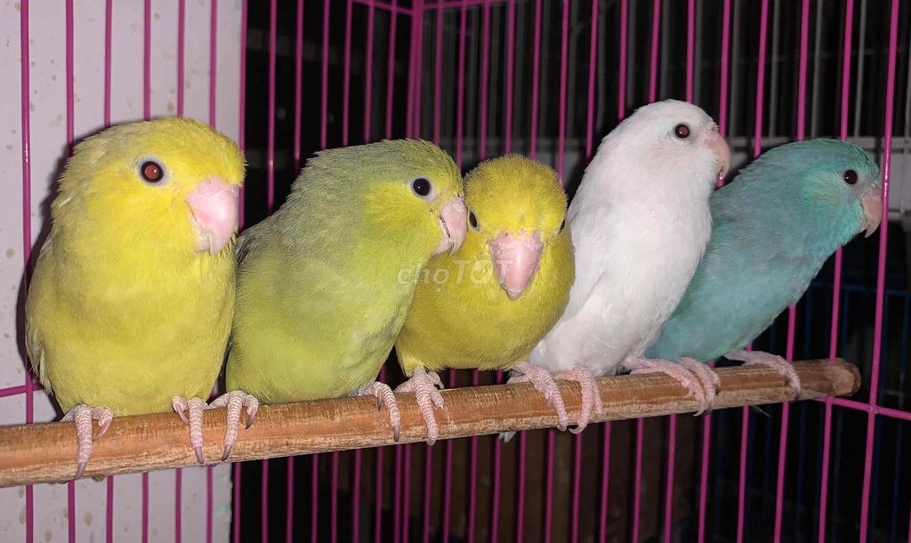 Vẹt Parrotlet mái tơ