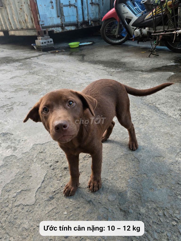 Chó Bắc Hà cái 6 tháng. Mua bán Chó tại Quận Kiến An Hải Phòng được đăng bởi Hoàng Xuân Huy hình 1