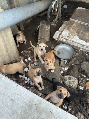 Chó cỏ nhiều màu