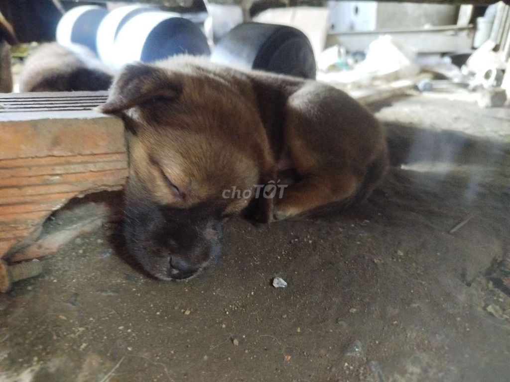 Chó con đực 2 tháng tuổi. Mua bán Chó tại Huyện Bình Chánh Tp Hồ Chí Minh được đăng bởi Hùng xe cuốc  hình 1