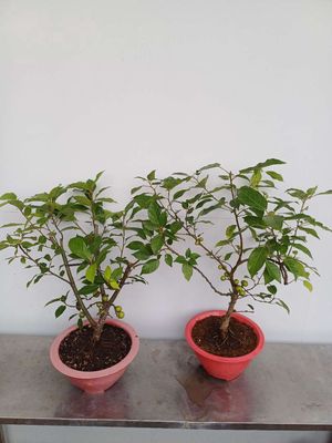 Sung trái dáng bonsai. Mua bán Cây cảnh, đồ trang trí tại Quận Tân Bình Tp Hồ Chí Minh được đăng bởi Bonsai và Chậu xưa