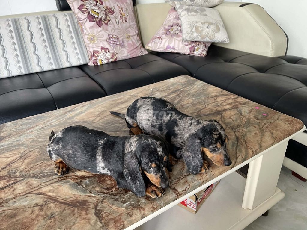 Chó Lạp xưởng 2.5 tháng. Mua bán Chó tại Huyện Long Thành Đồng Nai được đăng bởi Hằng hình 2