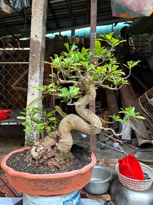 lộc vừng bonsai xương bệ lượn