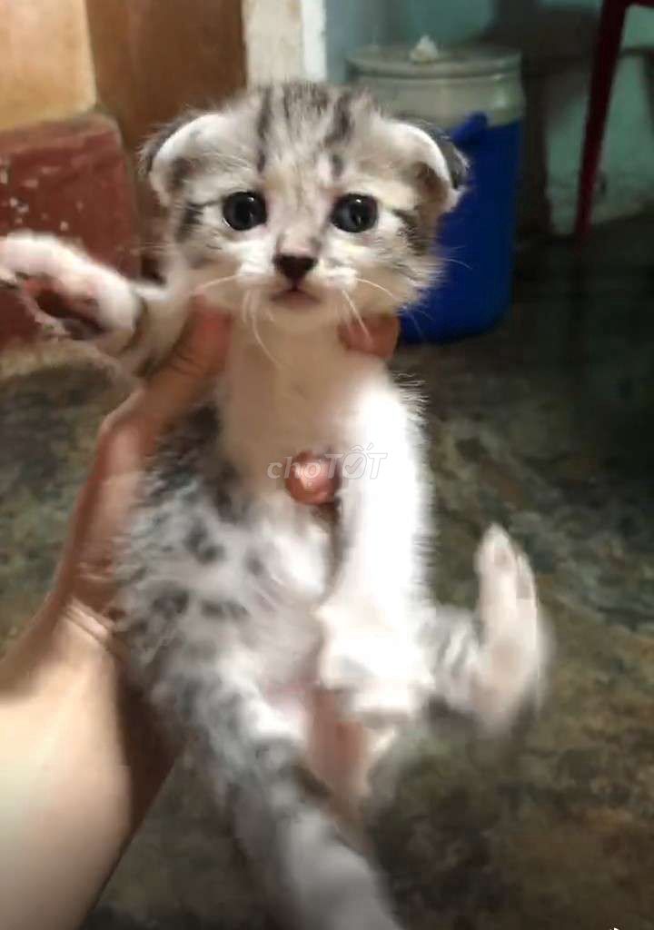 Mèo Anh lông ngắn Tabby lai f1 Tai cụp/thẳng. Mua bán Mèo tại Thành phố Buôn Ma Thuột Đắk Lắk được đăng bởi Quỳnh Trân hình 1