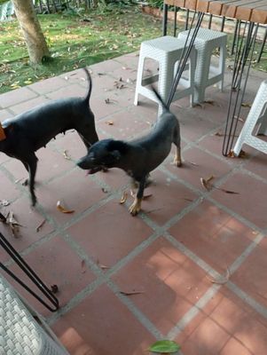 Chó trọc không lông. Mua bán Chó tại Huyện Củ Chi Tp Hồ Chí Minh được đăng bởi Tran Van Tam
