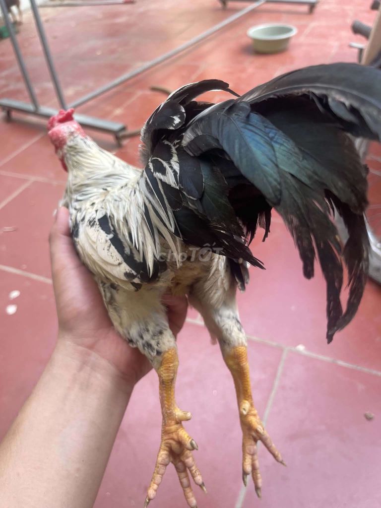 Gà tre bắc chuối tuyết. Mua bán Gà tại Huyện Thanh Oai Hà Nội được đăng bởi Hoàng Nguyễn hình 1