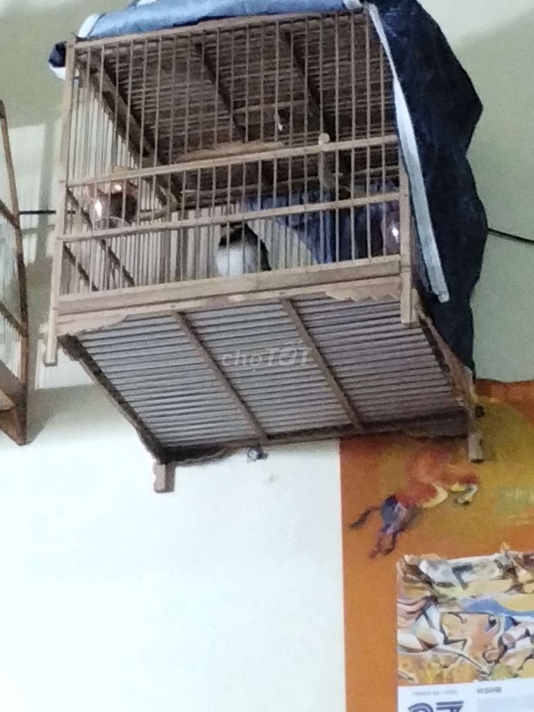 Chim Yếm khí mào dinh Đen trắng. Mua bán Chim tại Quận Tây Hồ Hà Nội được đăng bởi Giang Hoang hình 1