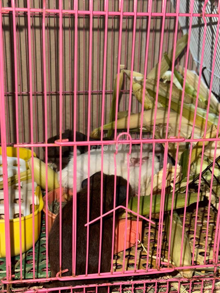 bọ ú. Mua bán Thú cưng khác tại Quận 11 Tp Hồ Chí Minh được đăng bởi Khánh Linh  hình 3