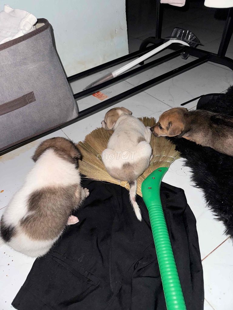 Chó bông nhiều màu. Mua bán Chó tại Huyện Hóc Môn Tp Hồ Chí Minh được đăng bởi Tấn Thành hình 1