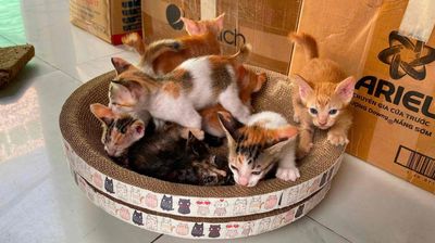 BÉ MÈO XINH BÁM CHỦ, CẦM TÌM CHỦ TỐT