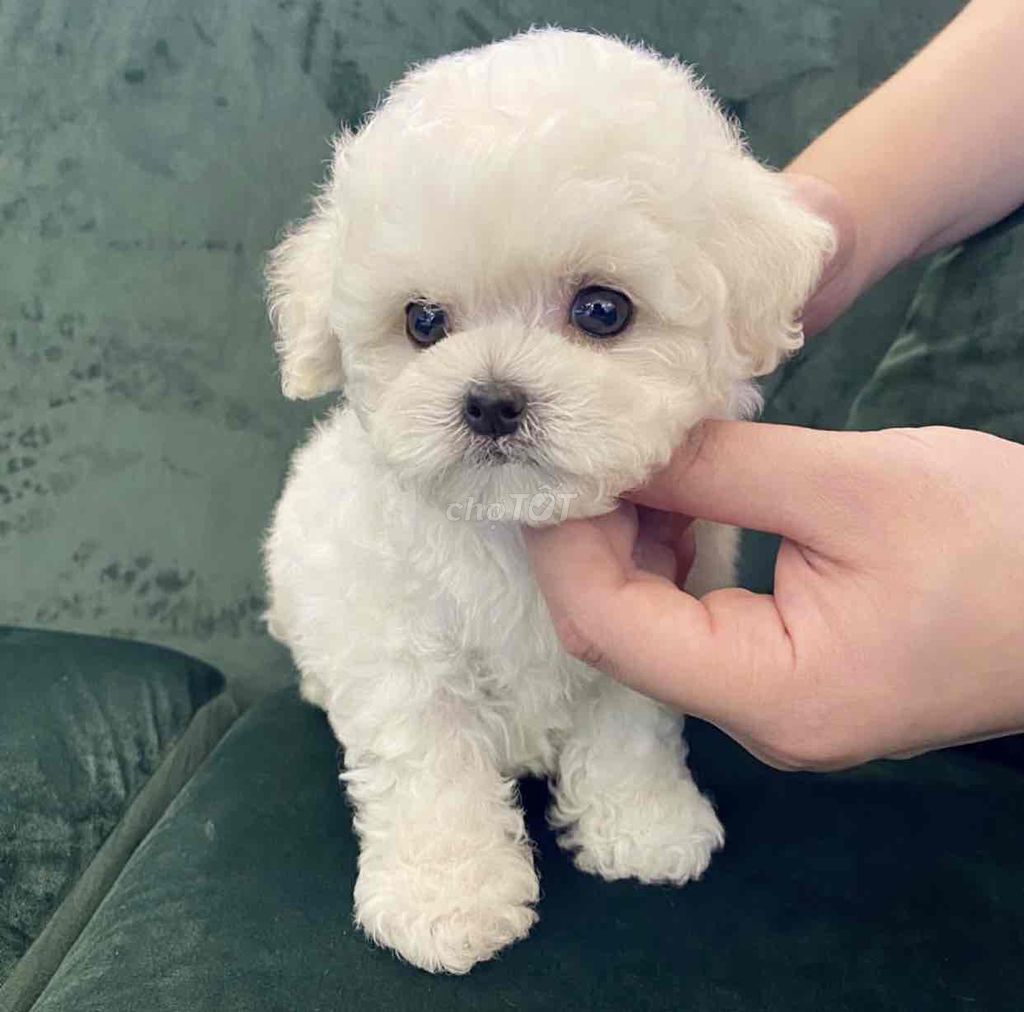 Chó Poodle Cái Trắng. Mua bán Chó tại Quận Thanh Khê Đà Nẵng được đăng bởi Lê văn thêu hình 1
