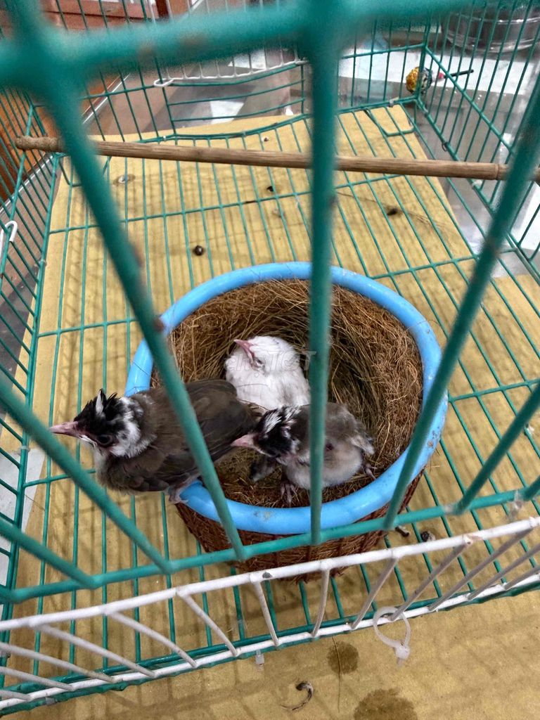 tổ 3 e bạch mơ. Mua bán Chim tại Quận Hoàng Mai Hà Nội được đăng bởi A Bon hình 1
