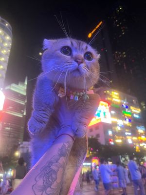 Mèo Scottish Fold golden đực Vàng kem