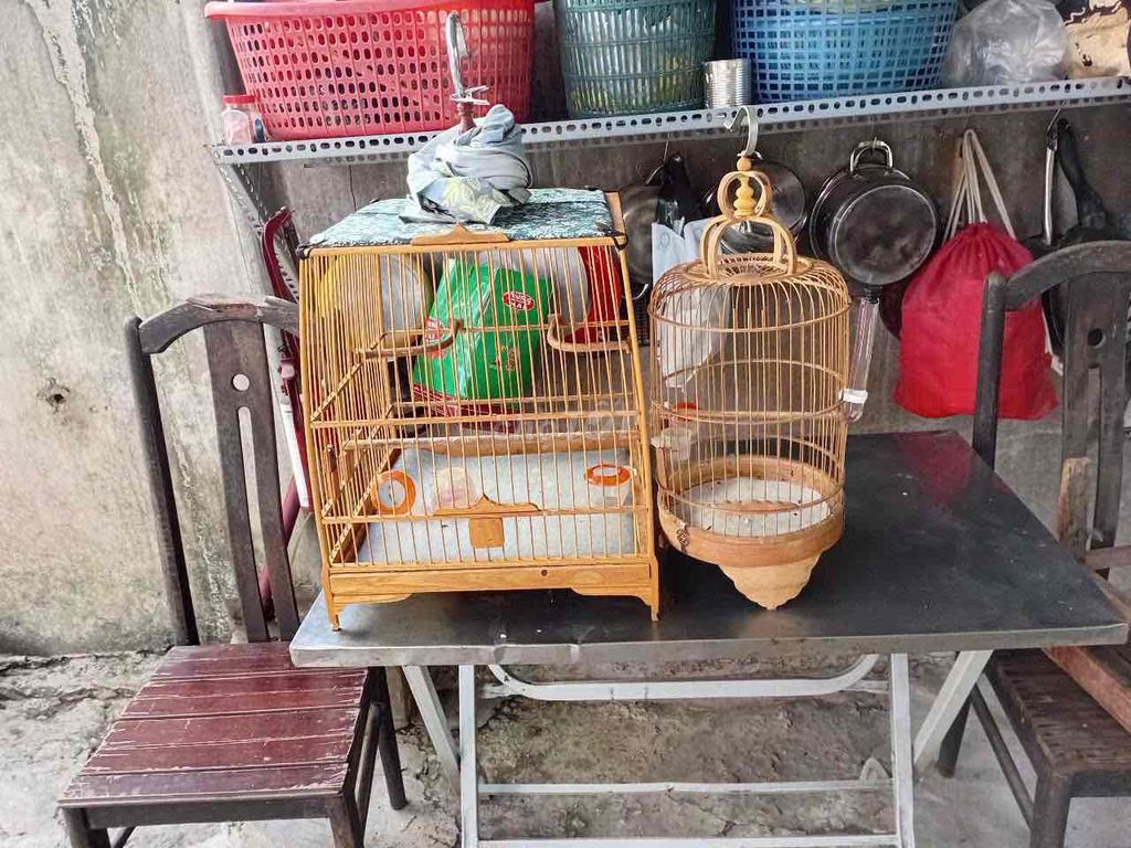 Lồng chim tre Vàng gỗ. Mua bán Chim tại Huyện Hóc Môn Tp Hồ Chí Minh được đăng bởi tài trần  hình 1