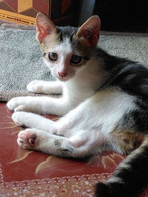Cho 2 bé mèo ta con. Mua bán Mèo tại Quận Gò Vấp Tp Hồ Chí Minh được đăng bởi Nguyễn Quách Ngọc Hân