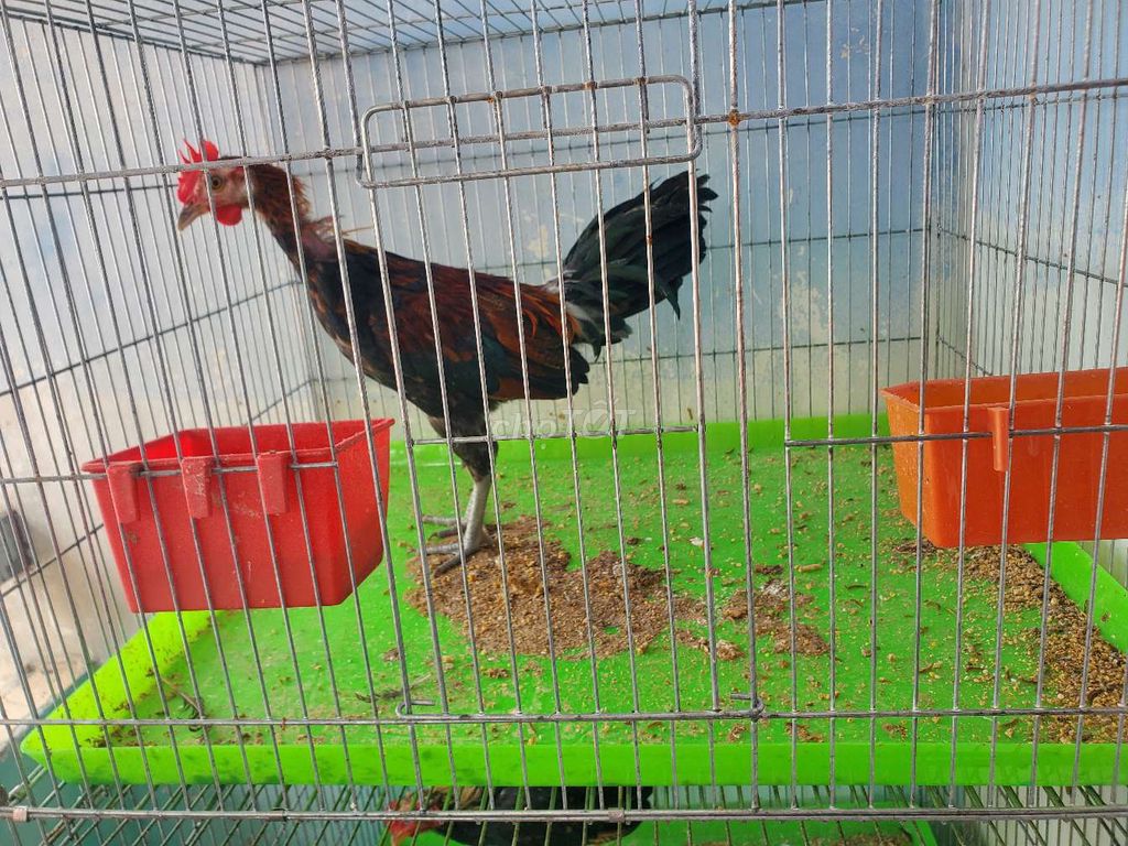 Gà tre hơn 2 tháng. Mua bán Gà tại Quận Bình Thạnh Tp Hồ Chí Minh được đăng bởi Duy hình 1