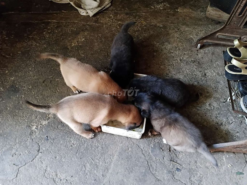 Chó con 1 tháng Đã Ăn uống Tốt. Mua bán Chó tại Thành phố Biên Hòa Đồng Nai được đăng bởi Điện Tử Nguyễn trung hình 1