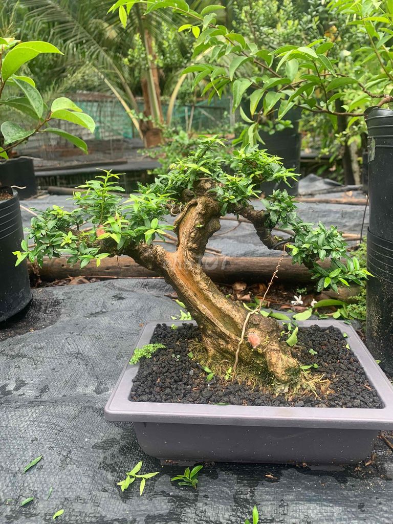 Cây cảnh Mai chiếu thủy kim thanh mai. Mua bán Cây cảnh, đồ trang trí tại Huyện Nhà Bè Tp Hồ Chí Minh được đăng bởi Long hình 1