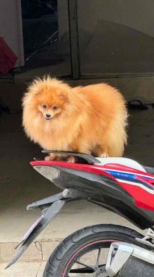 Phối giống phốc sóc đực vàng. Mua bán Chó tại Quận Bình Tân Tp Hồ Chí Minh được đăng bởi Nguyễn