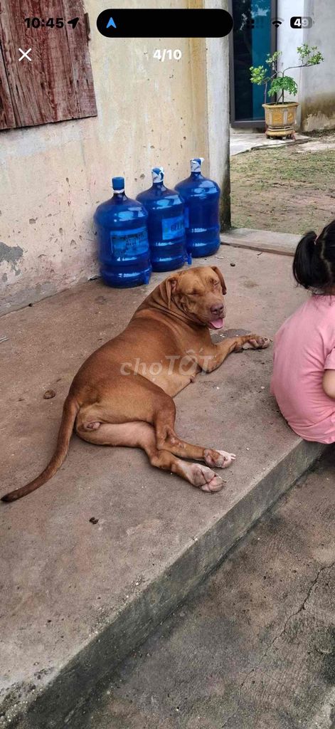 Chó Pitbull cái 30kg màu Nâu. Mua bán Chó tại Thành phố Chí Linh Hải Dương được đăng bởi Nguyễn Tuân hình 1